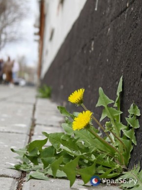 На улицах Оренбурга был замечен первый одуванчик
