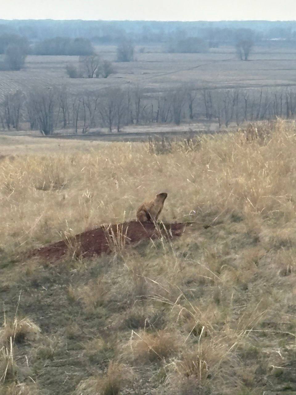Наши степные жители тоже дождались весну Наши степные жители тоже дождались весну