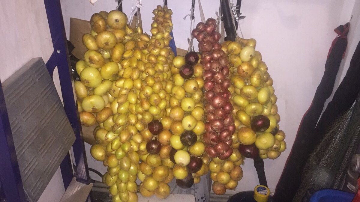 Лук шалот: как вырастить кулинарное сокровище в своем огороде