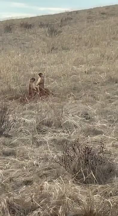 Наши степные жители тоже дождались весну