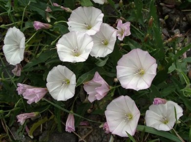 ��� ������� ������: �������� ������ � ������� ������ � ������ ����������