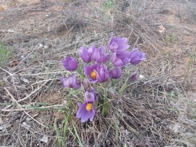 � ����������� ���� ������ ����� ������� ���-�����