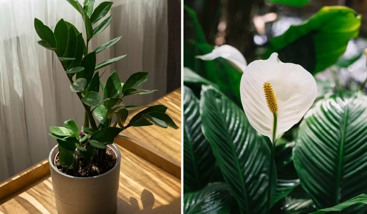 Комнатное садоводство для начинающих: простые и стильные растения для вашего дома