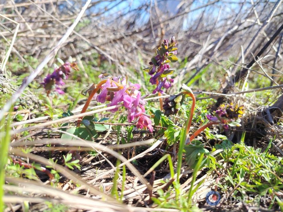 � ������������ ������� �������������� �����