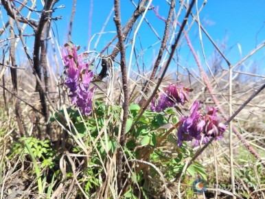 В Оренбургской области «распускается» степь