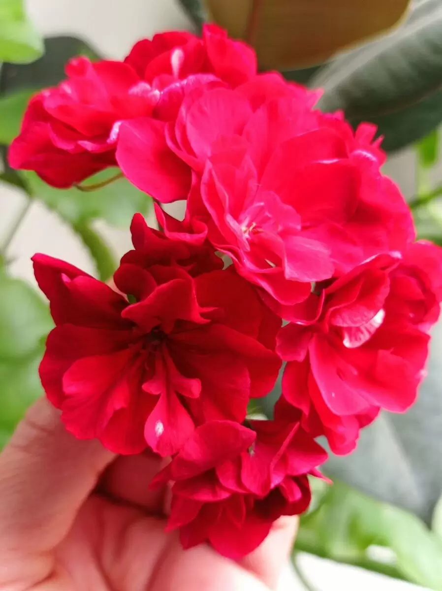 Почему пеларгония должна быть на вашем подоконнике