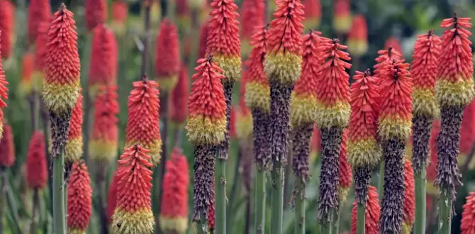 Эффектная книфофия: секреты выращивания и ухода