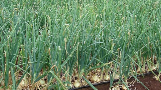 Соседи по грядкам: кого стоит избегать рядом с луком