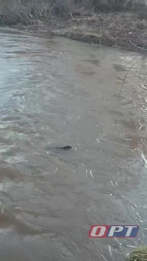Бобра заметили на речке Каргалке в Подгородней Покровке
