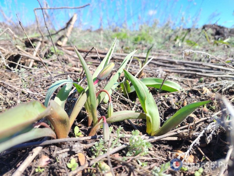 � ������������ ������� �������������� �����