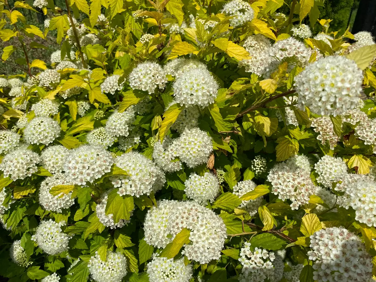 осенние заботы на даче: подготовьте сад к зиме с умом