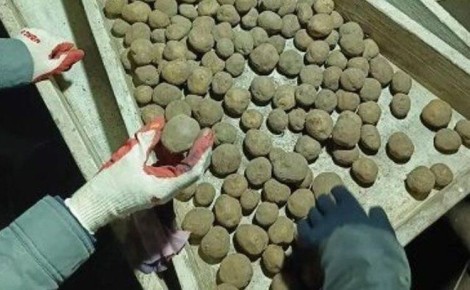 Приморье запускает новые сорта картофеля: Лабелла и Краса Мещеры