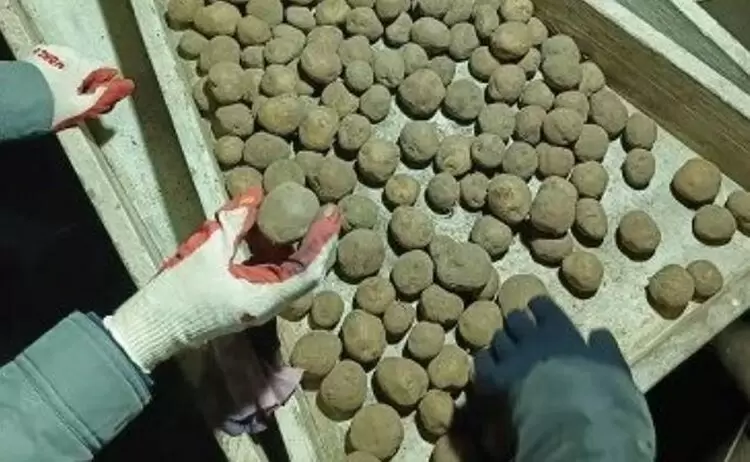 Приморье запускает новые сорта картофеля: Лабелла и Краса Мещеры