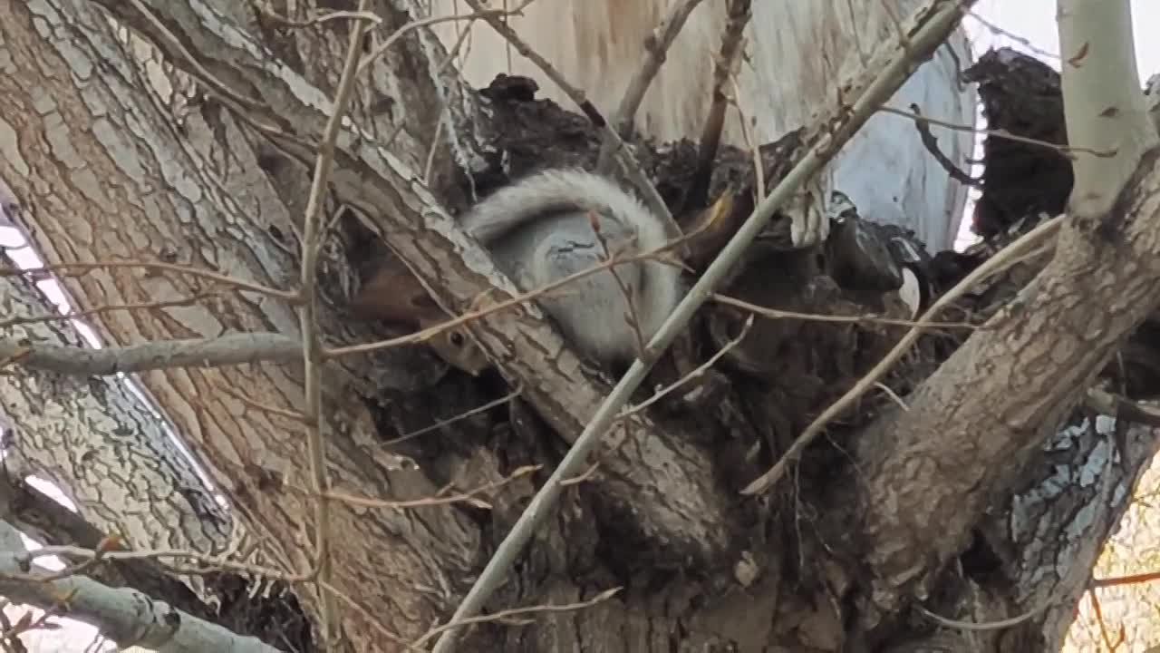 В Оренбурге на проспекте Гагарина, 29/3, бельчонок ждёт помощи