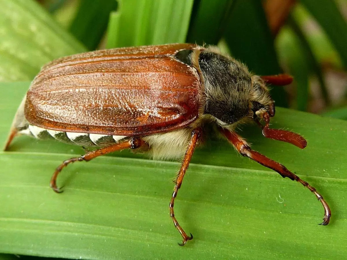 Как удержать майского жука под контролем и спасти деревья