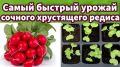 Как вырастить редис в теплице: секреты успешного мартовского посева