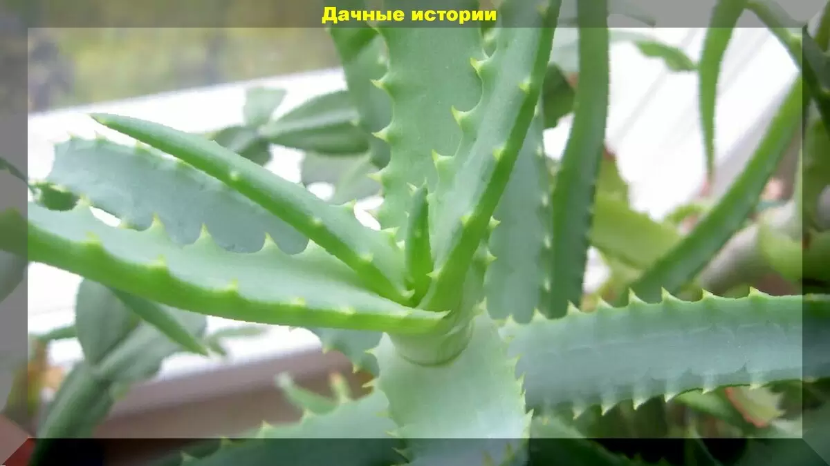 Алоэ как секрет дачного успеха: натуральный стимулятор роста и защиты