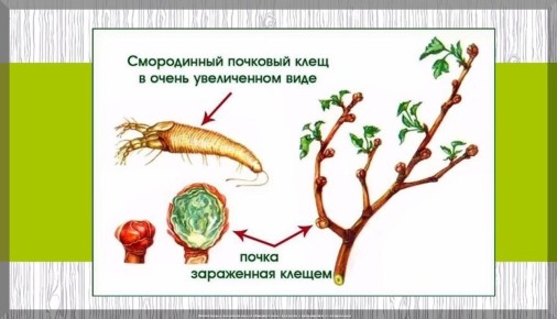 Секреты идеального плодоводства: актуальные советы для садоводов