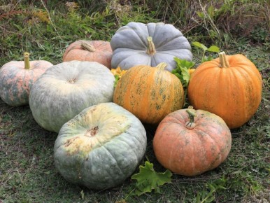 Секреты сбора и хранения тыквы: как выбрать идеальный момент для урожая