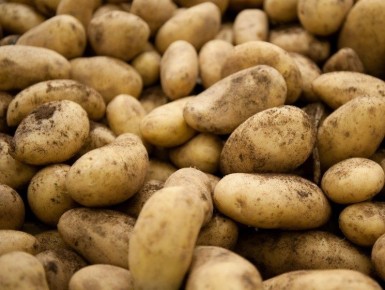 Картофельный бум 2026 года: урожай рекордов на фоне вызовов