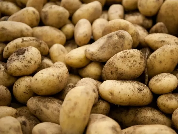 Картофельный бум 2026 года: урожай рекордов на фоне вызовов