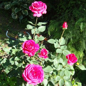 Секреты полива роз в июльскую жару