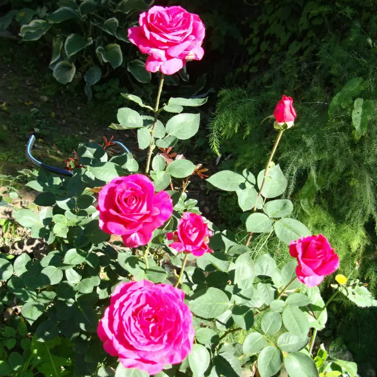 Секреты полива роз в июльскую жару