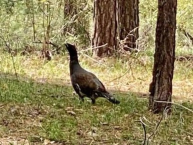 ���������� ��� ������ ����� ���������� ������������ ����