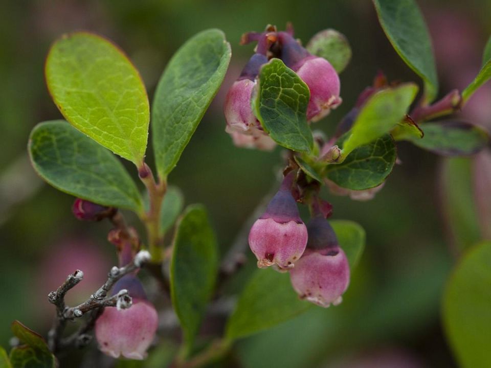 ��������� ����� ��� ������� �������� � ���������: ������ ���������