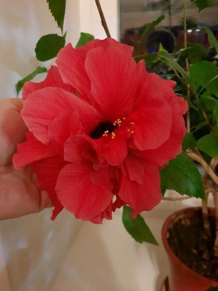 ������� ��������� �������� ���������