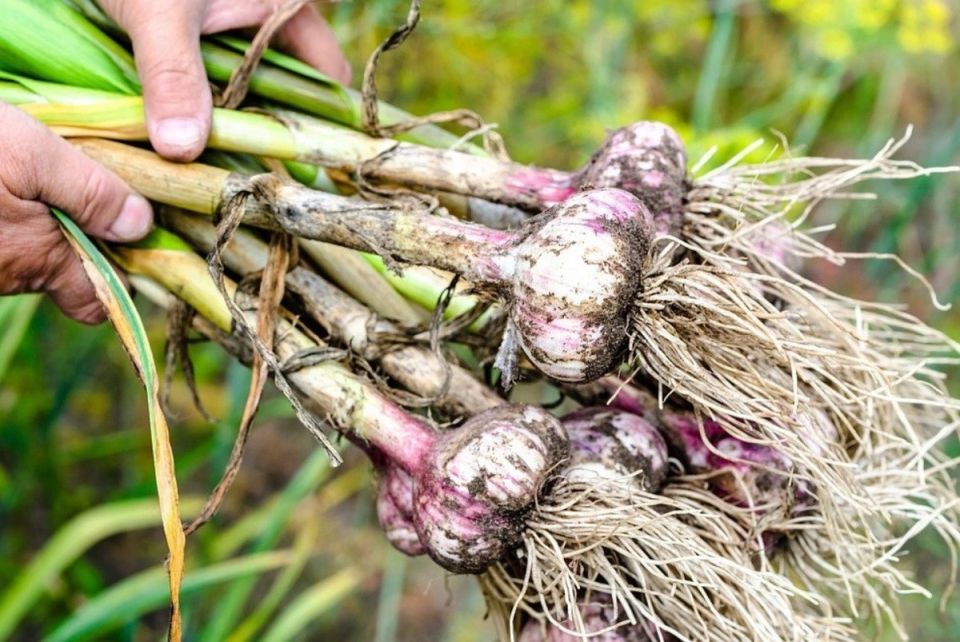 ��� �������� ���������� ������ ������� �������: ������ ������ �� ���������