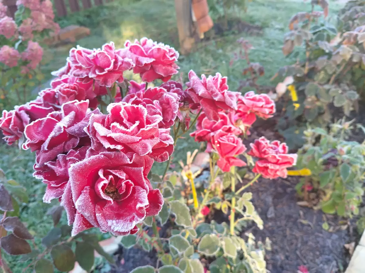 Осенние чудеса сада: уникальные моменты и трудовые будни на даче