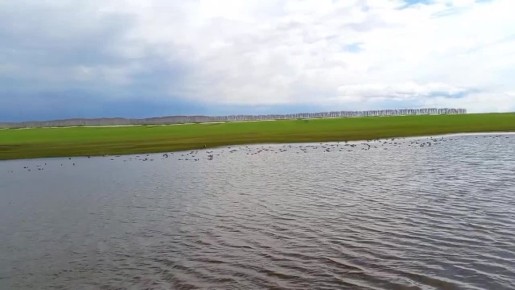 Птицы на отдыхе: лебеди и гуси облюбовали талые воды под Стретинкой