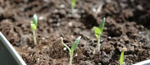 Рассада взошла — что делать дальше?