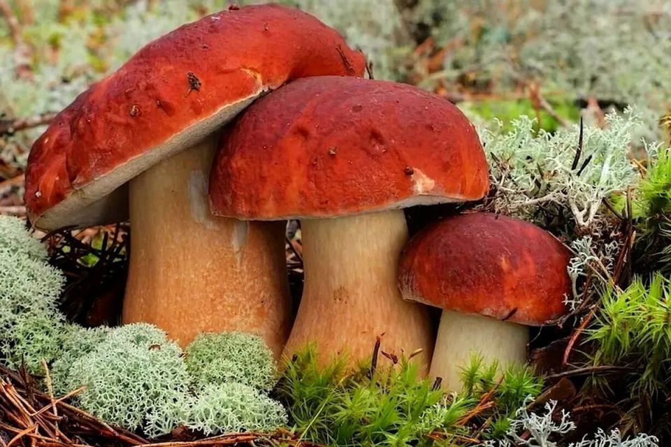 ������� ����� 'edible' � 'eatable': ��� �������, ��� ����� ����