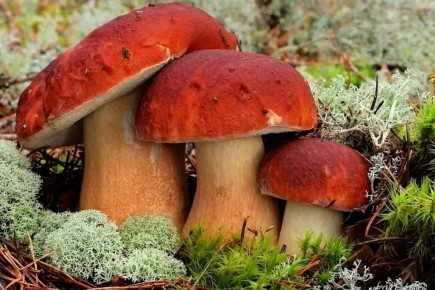 ������� ����� 'edible' � 'eatable': ��� �������, ��� ����� ����