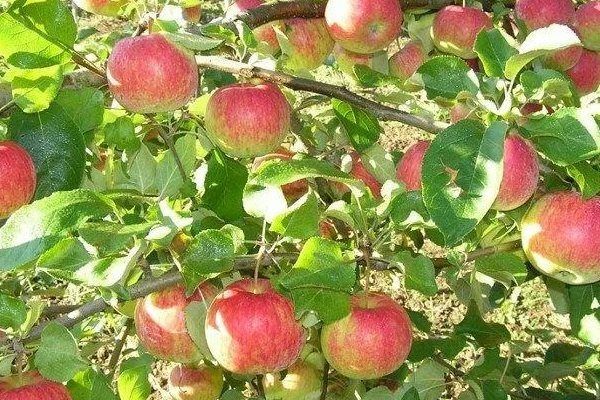 ���� ��������������: ��� ��������� ��������� ������ ��� ������ ����