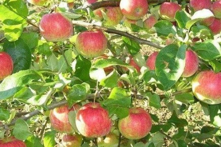 ���� ��������������: ��� ��������� ��������� ������ ��� ������ ����