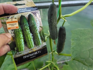 ��������� � ��������: ���������� ������� ��� ��������� ��������