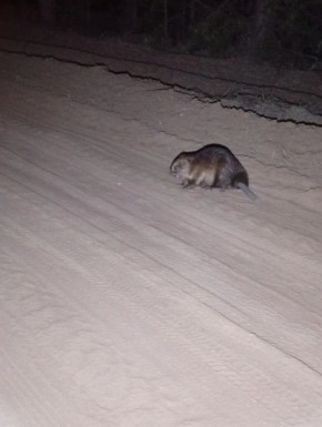 В Бузулукском бору молодые бобры начали уходить из родительских хаток во взрослую жизнь