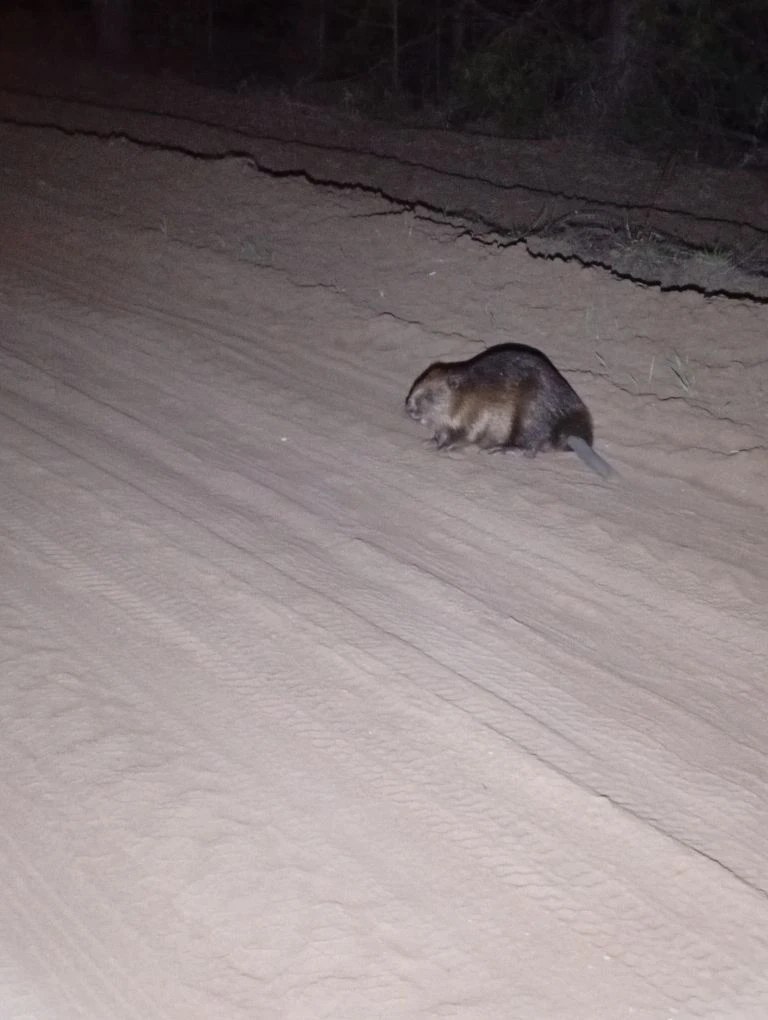 В Бузулукском бору молодые бобры начали уходить из родительских хаток во взрослую жизнь