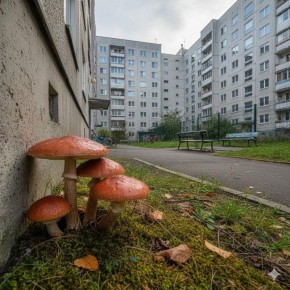 Грибы из городской среды: что нужно знать, чтобы не навредить здоровью