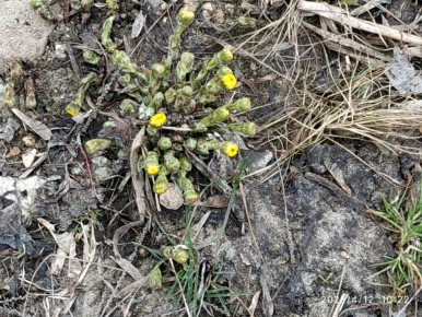 Как природа подсказывает лучшие сроки для посевов: прислушайтесь к своим помощникам