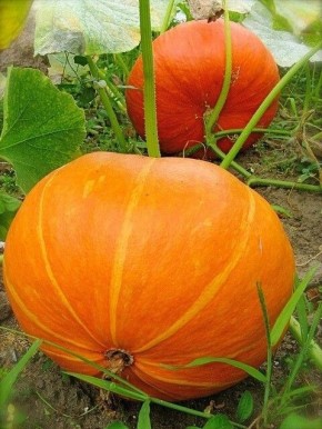 ��� ���������� ��������� ����� ��� ����� �����: ������ �����������