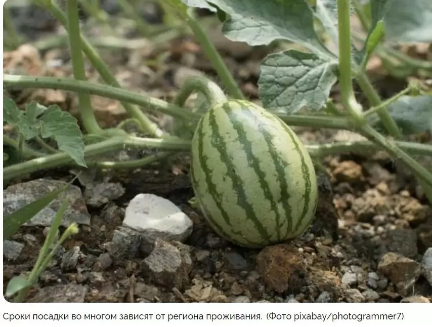 Советы по выращиванию арбузов