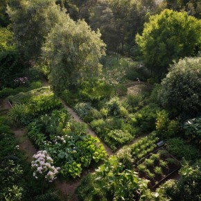 Натуральная защита: как аммиак спасает ваш сад от муравьёв