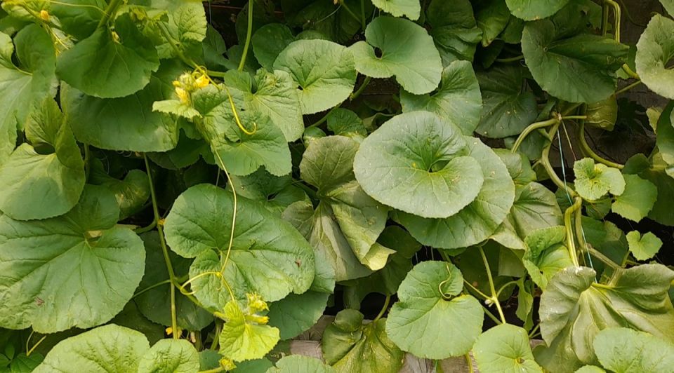 ��� ��������� ��������� ���� � ������� ������: ������� ������