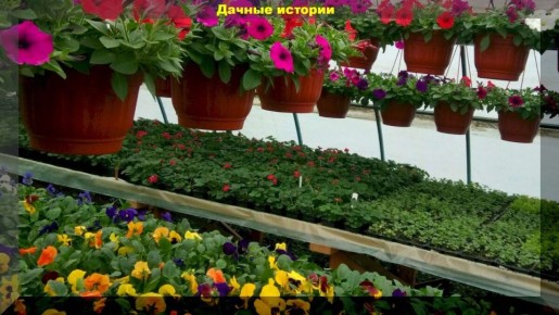 Цветочный сезон в разгаре: как правильно посадить Виолу, Гацанию и Бегонию