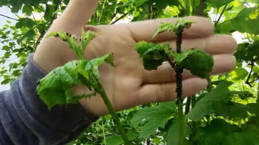 Как октябрь стал ключевым месяцем в борьбе с тлёй на калине Бульденеж