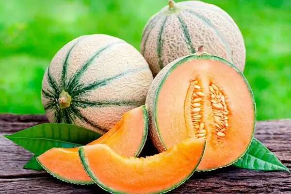 Кавайонская дыня Шаранте: как этот удивительный фрукт завоевал мир